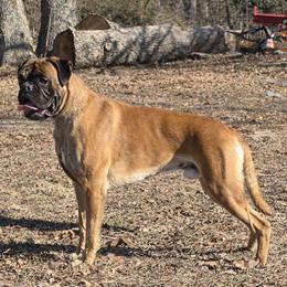 Kwidich - Boxer