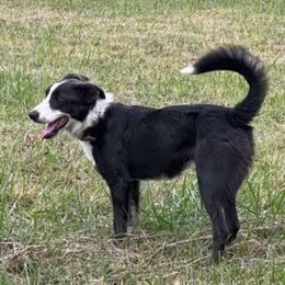 Ryder - Border Collie