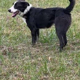 Ryder - Border Collie