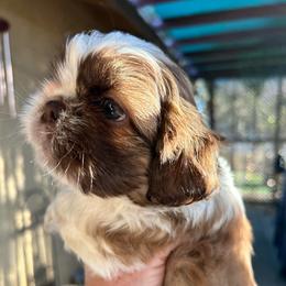 Louie - Tricolor male Shih Tzu puppy in Victorville, California from Precioustzus