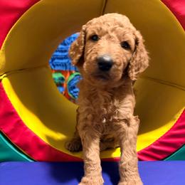 Onyx - Black collar - Red  male Goldendoodle puppy in Puyallup, Washington from Dawnie’s Doodles