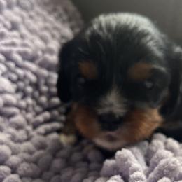 Girl 3 - Black and tan female Cavalier King Charles Spaniel puppy in Morriston, Florida from Cutesy Cavaliers