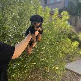 Rottweiler Puppies from Fantasy Kennel