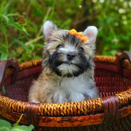 Companion Cross, Havanese, Mal-Shi, Maltese, Maltipoo, Morkie, and Shih Tzu Puppies from Seeking Shalom Acres Maltese, Maltipoos & Havamalts