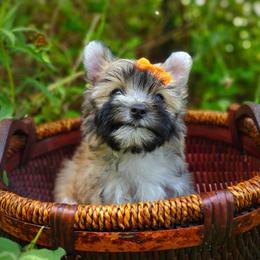 Companion Cross, Havanese, Mal-Shi, Maltese, Maltipoo, Morkie, and Shih Tzu Puppies from Seeking Shalom Acres Maltese, Maltipoos & Havamalts