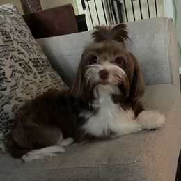 Daisy - Havanese