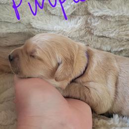 Purple collar - Golden female Golden Retriever puppy in Brush Prairie, Washington from Paradise Peaks