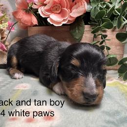 Black and Tan boy - Black and tan male Dachshund puppy in Alice, Texas from Crimson’s longhair Dachshunds