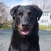 Lilith - Beauceron