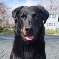 Lilith - Beauceron