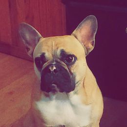 French Bulldog All Grown Up from Ohio Valley Frenchies