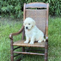 Girl 4 - female Golden Retriever puppy in Germantown, Ohio from Doodle Patch Farm