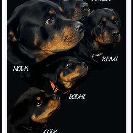 Rottweiler Puppies from Von Schonen Rottweilers