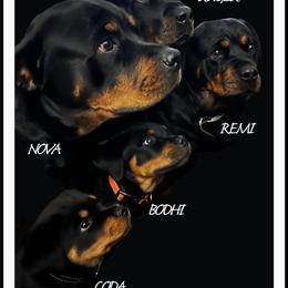 Rottweiler Puppies from Von Schonen Rottweilers