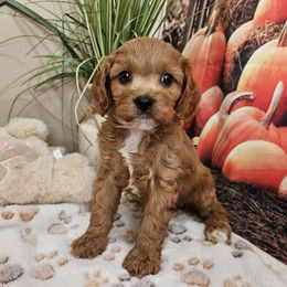 Rain - Red male Cavapoo puppy in Lebanon, Missouri from Leerose Puppies