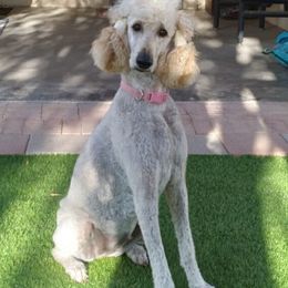 Poodles from January's Poodles