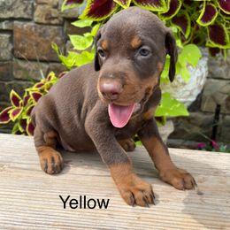 Ramsey - Red and rust female Doberman Pinscher puppy in Boyd, Texas from Team Feem Breeders