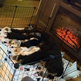 Aussiedoodle Puppies from Vali Girl Aussiedoodles