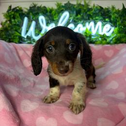 Lillian - Piebald female Dachshund puppy in Lake City, Florida from My Ditzy Doxies of Florida