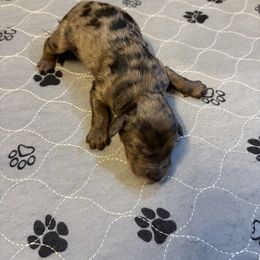 Coffee - Blue merle female Aussiedoodle puppy in High Point, North Carolina from Kingsfield Doodles