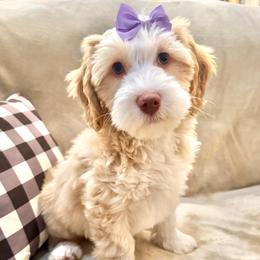 Rose - Caramel female Australian Labradoodle puppy in Harrisonville, Missouri from Blessed Day Doodles