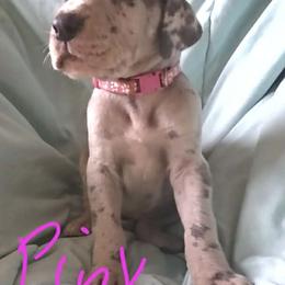 Pink Collar Girl - Merle female Great Dane puppy in Newport, Washington from Lakefront Danes