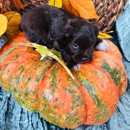 Moose - Liver male Miniature Schnauzer puppy in Moreauville, Louisiana from Bayou Schnauz and Dals