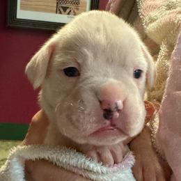 Birdie - White female Boxer puppy in Elyria, Ohio from Just-A-Wyn Boxers