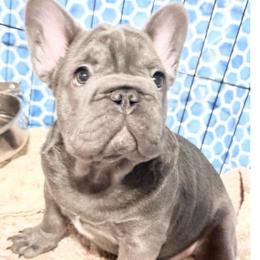 Brookhaven - Blue female French Bulldog puppy in Deer Park, Texas from Lots of Ropes French Bulldogs
