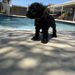 Azriel - Black male Miniature Schnauzer puppy in Lake Elsinore, California from Ironwood Schnauzers