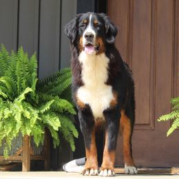 Bernese Mountain Dog and Golden Retriever All Grown Up from Langlois Goldens & Berners
