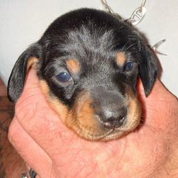 Girl 1 - Black and tan female Dachshund puppy in Pierson, Florida from Michelle’s Mini Dachshunds
