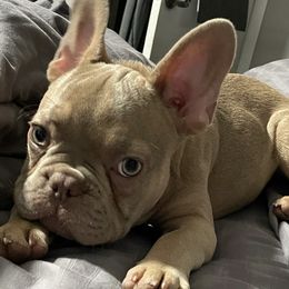 French Bulldogs from Eliteone Frenchies