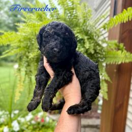 Firecracker - Phantom male Bernedoodle puppy in Midland, Michigan from Northern Charm Farm