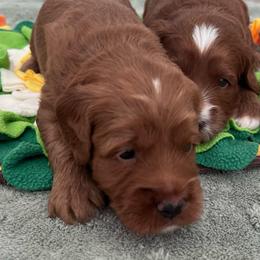 Crew - Red  male Goldendoodle puppy in Apopka, Florida from The Classic Doodle