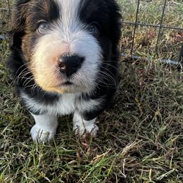 Australian Shepherd Puppies from Hamilton Farms