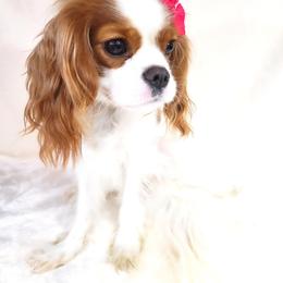 Holliday's Princess Muffin - Blenheim female Cavalier King Charles Spaniel puppy in Dallas, Texas from Holliday Cavalier King Charles Spaniels