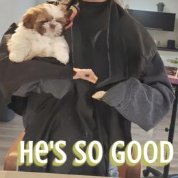 Shih Tzu Puppies from Butterfly Shih Tzu Pups