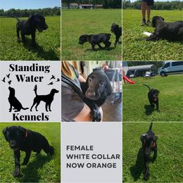 Labrador Retriever Puppies from Standing Water Kennels
