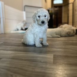 Goldendoodle Puppies from Doodle Love