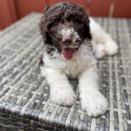 Labradoodle Puppies from CC Labradoodles