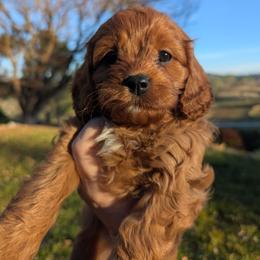 Meg - Red female Cavapoo puppy in Placerville, California from Quartz Mountain Doodles