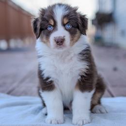 Bodhi - Red tri-color male Australian Shepherd puppy in Crestwood, Kentucky from FireHart Aussies