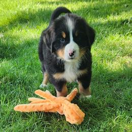 Daisy - Black rust and white female Bernese Mountain Dog puppy in Auburn, Indiana from Swamp Creek Berners