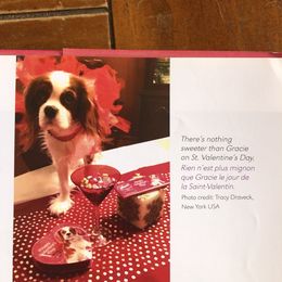 Cavalier King Charles Spaniel Puppies from Cavalier Kisses