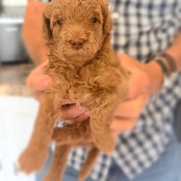 French Bulldog and Goldendoodle Puppies from French Valley Miniature Goldendoodles & French Bulldogs