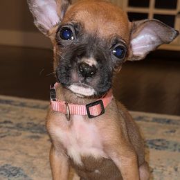 Light Pink - Fawn Boxer puppy in Pikeville, Tennessee from AG Mountain Boxers