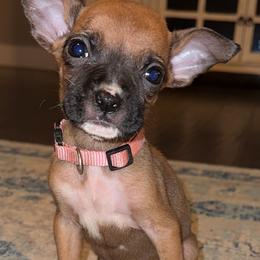 Light Pink - Fawn Boxer puppy in Pikeville, Tennessee from AG Mountain Boxers
