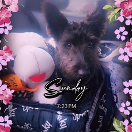 Sir Lennox delivery included tell sept 1 2025 - Silver brindle male Scottish Terrier puppy in Mancelona, Michigan from Stefany Farm of Happiness