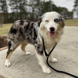 Dixie - Australian Shepherd
